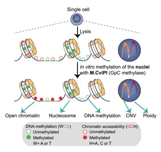 單細(xì)胞測(cè)序技術(shù)(single cell sequencing)